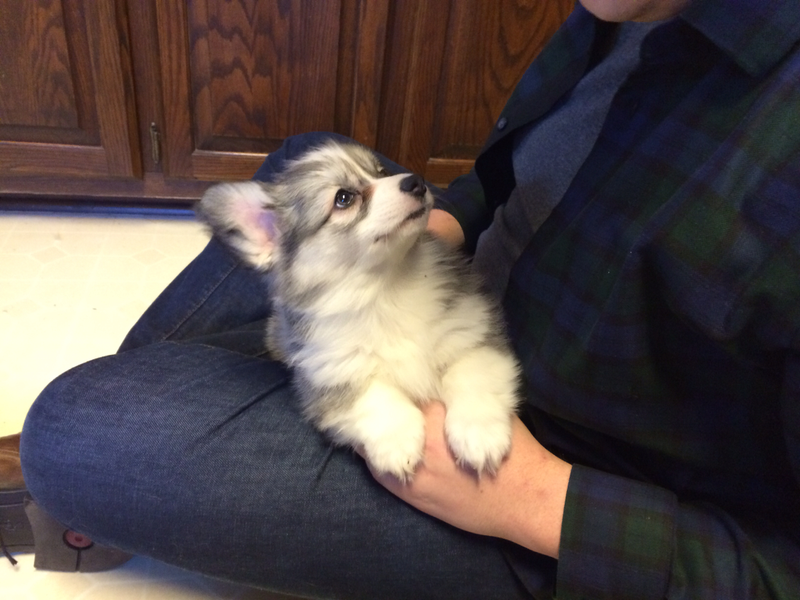 Illustration for article titled MY FLUFFY CORGI PUPPY